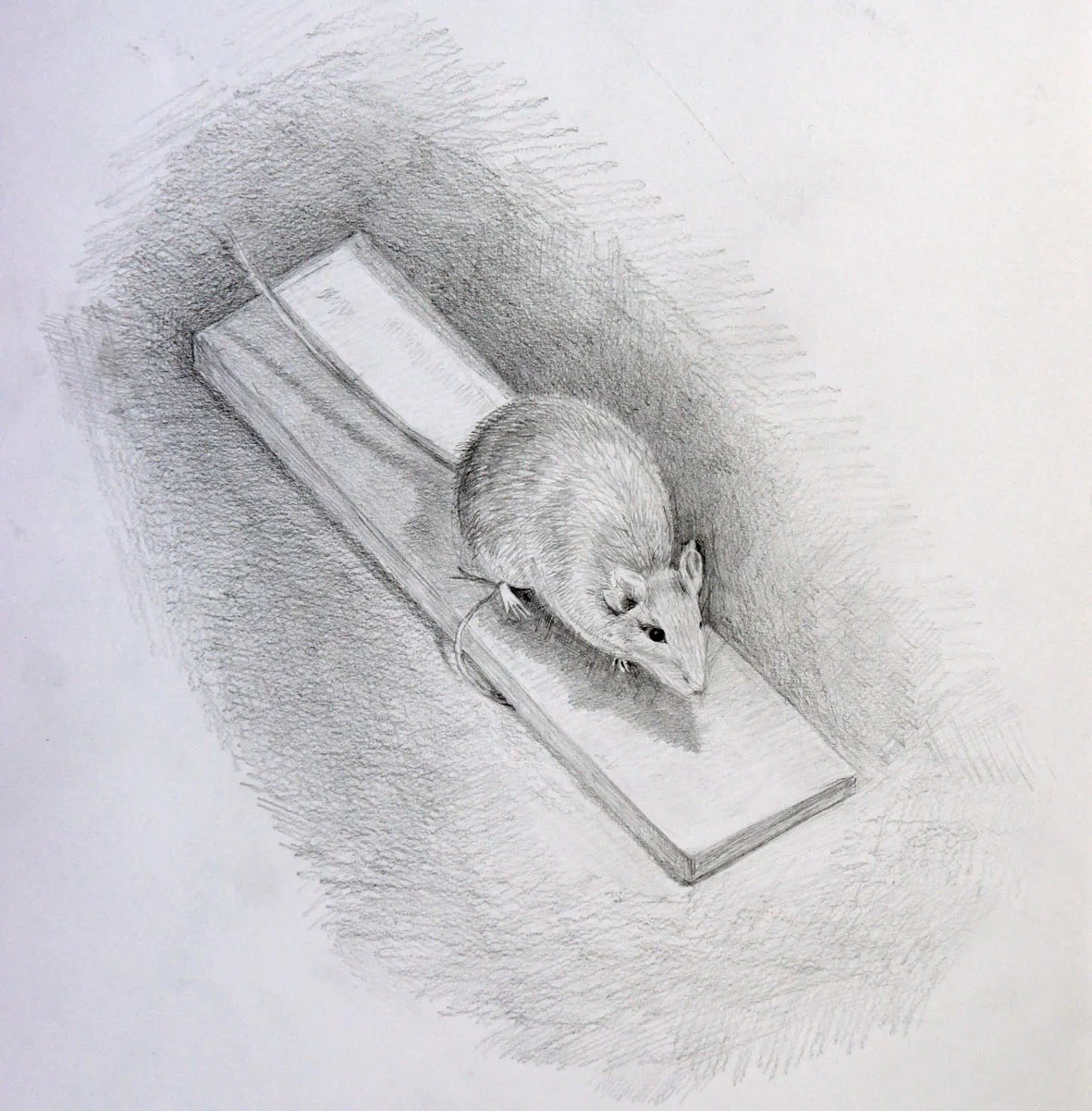 Individual Drawing & Painting Tutoring