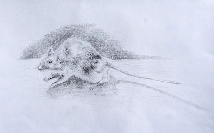 Student artwork from drawing course