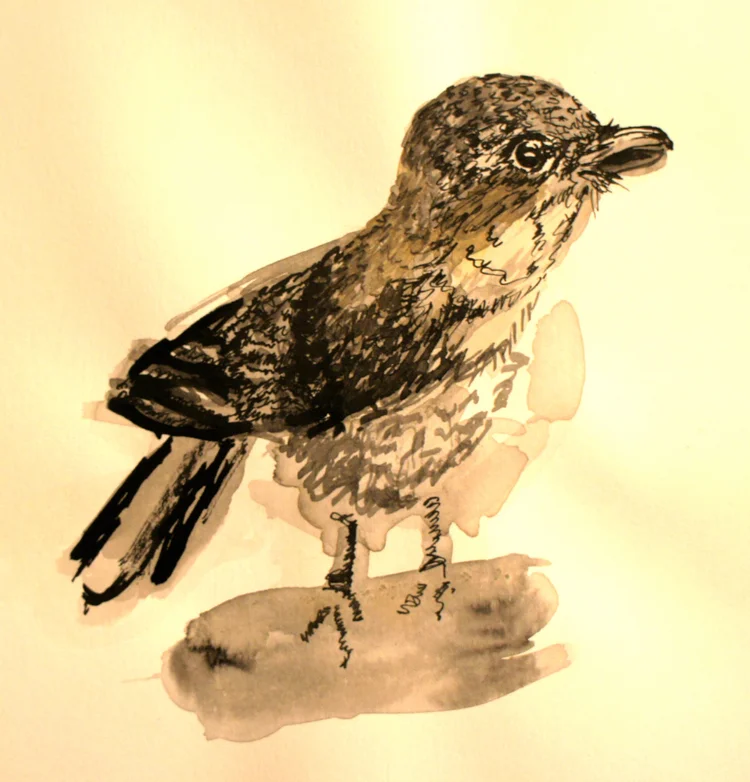 Work by Silvana Wolfe